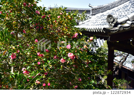 春 霊鑑寺の椿と本堂 春 霊鑑寺の椿と本堂 122872934
