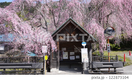 東京都檜原村、人里（へんぼり）のバス停の枝垂れ桜 122873104