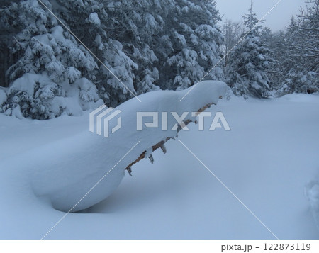 厳冬期の八ヶ岳(美濃戸口から行者小屋へ向かう登山道の風景) 厳冬期の八ヶ岳(美濃戸口から行者小屋へ向かう登山道の風景) 122873119
