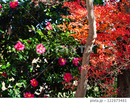 鮮やかに色づいた紅葉と満開のサザンカ 鮮やかに色づいた紅葉と満開のサザンカ 122873481