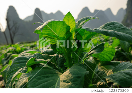 Tobacco leaf plant grow at field Tobacco leaf plant grow at field 122873809