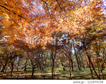秋晴れに映える鮮やかに色づいた紅葉 122874156