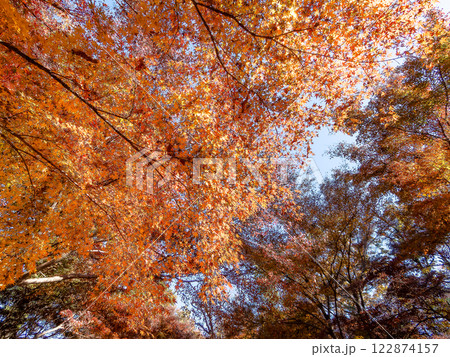 秋晴れに映える鮮やかに色づいた紅葉 122874157