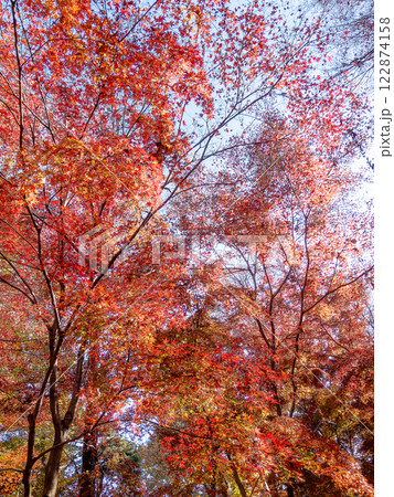 秋晴れに映える鮮やかに色づいた紅葉 122874158
