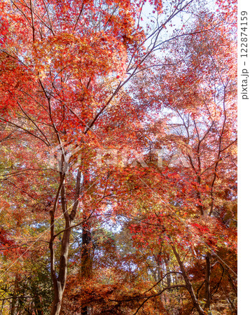 秋晴れに映える鮮やかに色づいた紅葉 122874159