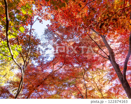 秋晴れに映える鮮やかに色づいた紅葉 秋晴れに映える鮮やかに色づいた紅葉 122874163