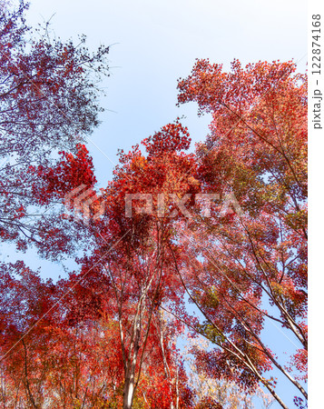 秋晴れに映える鮮やかに色づいた紅葉 122874168
