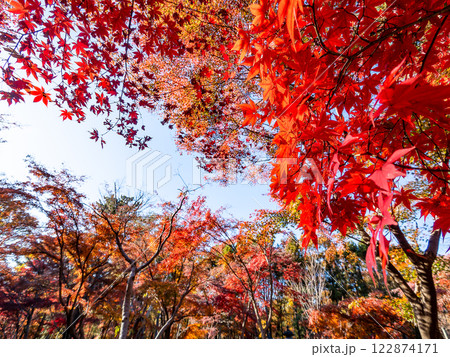 秋晴れに映える鮮やかに色づいた紅葉 秋晴れに映える鮮やかに色づいた紅葉 122874171