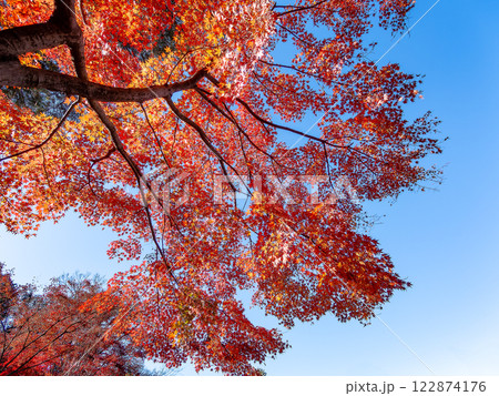 秋晴れに映える鮮やかに色づいた紅葉 122874176