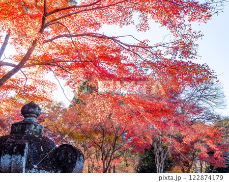 秋晴れに映える鮮やかに色づいた紅葉 秋晴れに映える鮮やかに色づいた紅葉 122874179