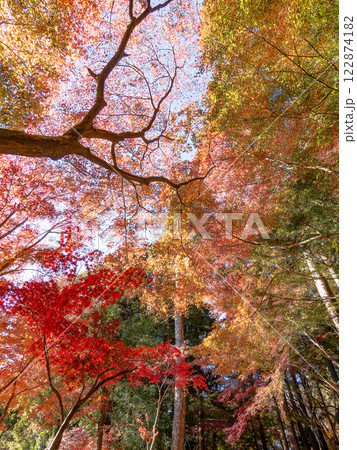 秋晴れに映える鮮やかに色づいた紅葉 秋晴れに映える鮮やかに色づいた紅葉 122874182