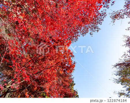 秋晴れに映える鮮やかに色づいた紅葉 秋晴れに映える鮮やかに色づいた紅葉 122874184