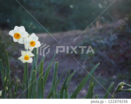 水仙の花 122874256