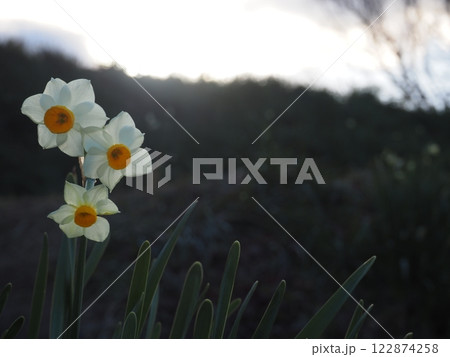 水仙の花 水仙の花 122874258