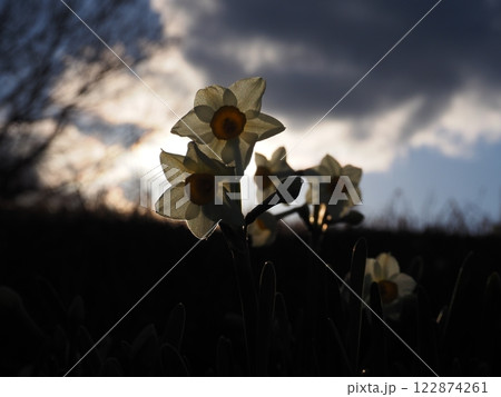水仙の花 水仙の花 122874261