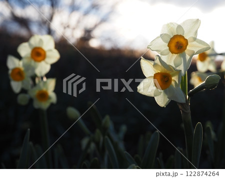 水仙の花 122874264