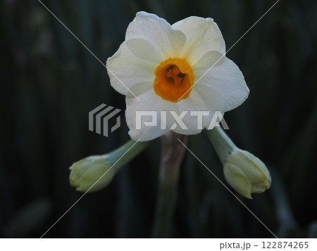 水仙の花 水仙の花 122874265