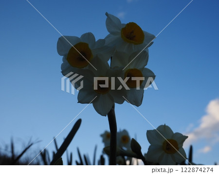 水仙の花 水仙の花 122874274