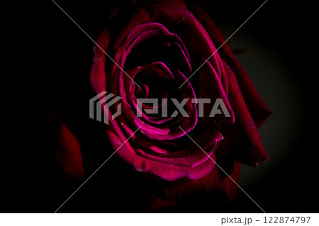 Fully open red rose on black background 122874797