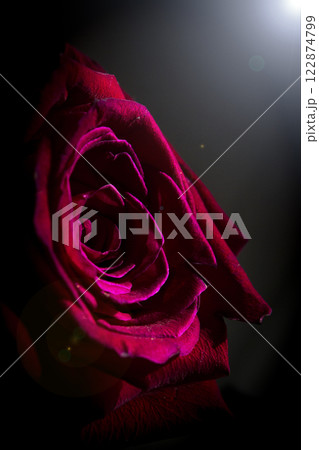 Fully open red rose on black background Fully open red rose on black background 122874799
