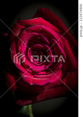 Fully open red rose on black background 122874800