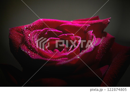 Fully open red rose on black background 122874805