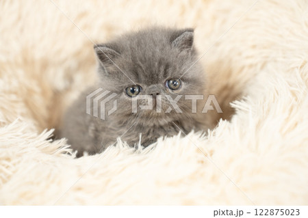 白いベッドとエキゾチックショートヘアーの仔猫 122875023