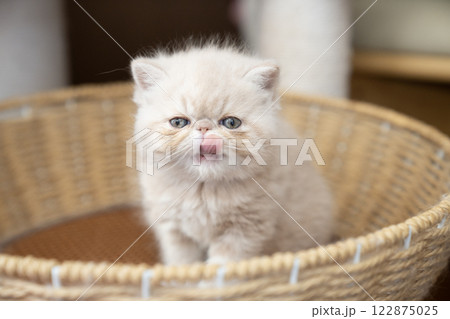 カゴに入ったエキゾチックショートヘアーの仔猫 122875025