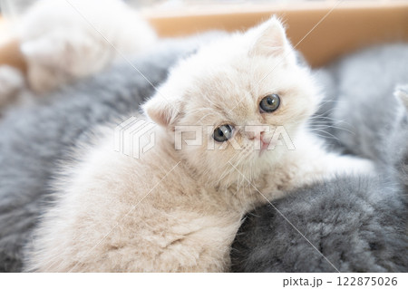 カメラ目線のエキゾチックショートヘアーの仔猫 122875026