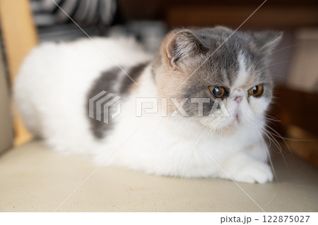 リビングの椅子にのったエキゾチックショートヘアーの仔猫 122875027