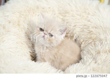 白いふかふかのベッドとエキゾチックショートヘアーの仔猫 122875047