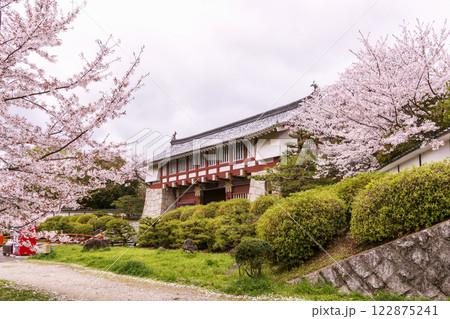 春の伏見桃山城　桜咲く伏見桃山城の大手門　桜の名所　京都観光スポット　お城と桜の風景 122875241