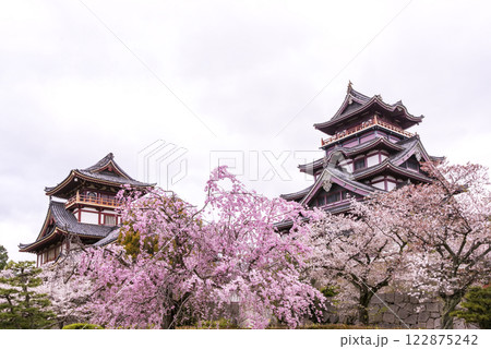 春の伏見桃山城　桜咲く伏見桃山城　桜の名所　京都観光スポット　お城と桜の風景 122875242