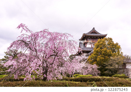 春の伏見桃山城　桜咲く伏見桃山城　桜の名所　京都観光スポット　お城と桜の風景 122875243