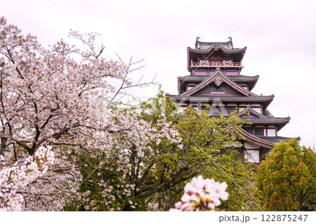 春の伏見桃山城　桜咲く伏見桃山城　桜の名所　京都観光スポット　お城と桜の風景 122875247