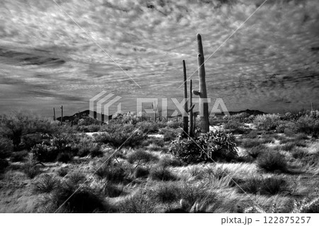 Sonora Desert Arizona in Infrared Sonora Desert Arizona in Infrared 122875257