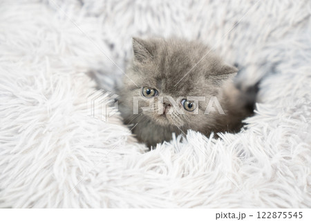 白いベッドとエキゾチックショートヘアーの仔猫 白いベッドとエキゾチックショートヘアーの仔猫 122875545