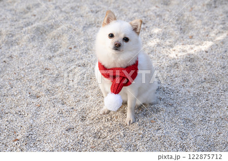 赤いマフラーをした豆ポメのモモ 122875712