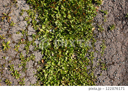 And the grass is pushing through the paint on the asphalt. And yet. And the hard-to-get-out plant. Life in sleep off. And the grass is pushing through the paint on the asphalt. And yet. And the hard-to-get-out plant. Life in sleep off. 122876171