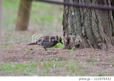 ツグミ 122876432
