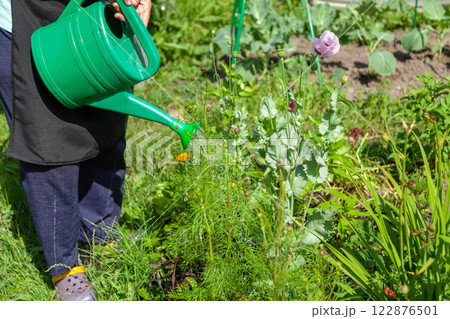 Watering Green Plants with a Watering Can on a Garden Plot Watering Green Plants with a Watering Can on a Garden Plot 122876501