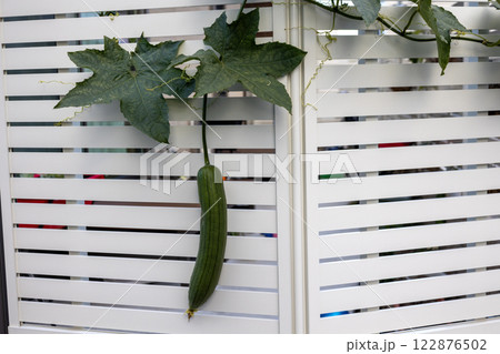 木の板の壁に這うヘチマ 122876502
