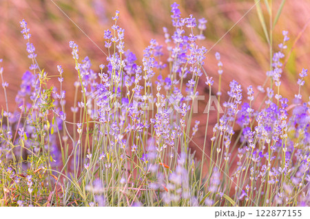 Lavender flowers close-up on blurred background Lavender flowers close-up on blurred background 122877155