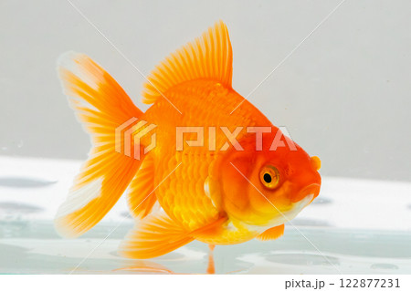 Oranda goldfish in aquarium fish tank close up 122877231
