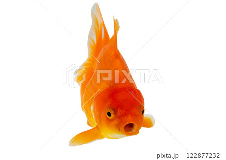Oranda goldfish isolated on white background close up 122877232