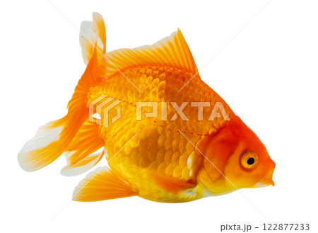 Oranda goldfish isolated on white background close up 122877233