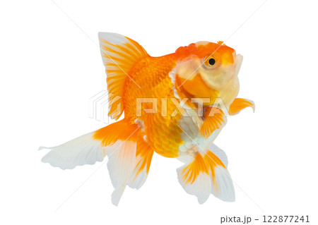 Oranda goldfish isolated on white background close up 122877241