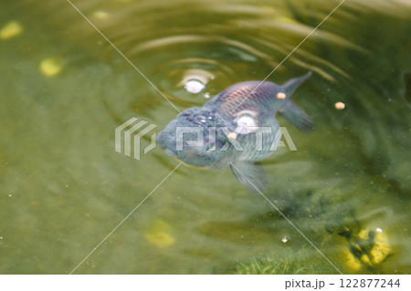 Goldfish in aquarium fish pond close up Goldfish in aquarium fish pond close up 122877244