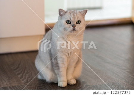 Beautiful Scottish Fold cat with grey fur, in a home environment 122877375