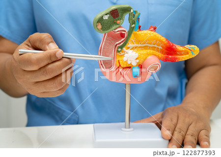 Pancreatitis, pancreatic cancer, Asian doctor with pancreas, gallbladder and bile duct human anatomy model at hospital. Pancreatitis, pancreatic cancer, Asian doctor with pancreas, gallbladder and bile duct human anatomy model at hospital. 122877393